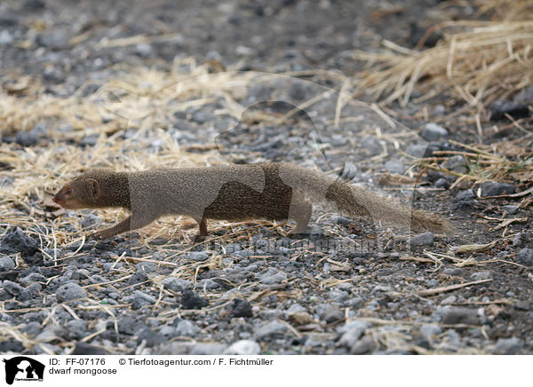 dwarf mongoose / FF-07176