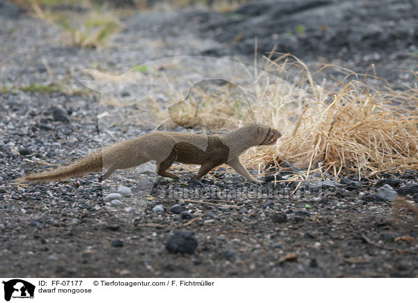 dwarf mongoose / FF-07177