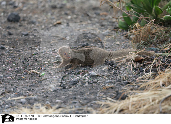Zwergmanguste / dwarf mongoose / FF-07178