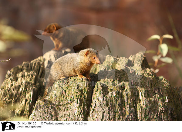 dwarf mongooses / KL-19165
