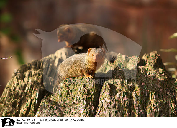 Zwergmangusten / dwarf mongooses / KL-19168