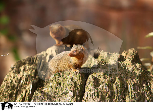 Zwergmangusten / dwarf mongooses / KL-19169