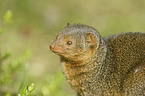 dwarf mongoose