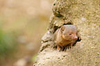 dwarf mongoose