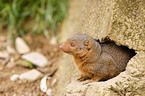 dwarf mongoose