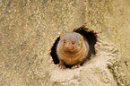 dwarf mongoose