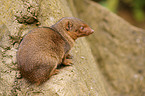 dwarf mongoose