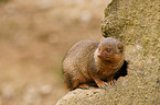 dwarf mongoose