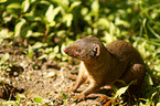 dwarf mongoose