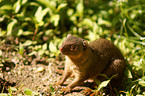 dwarf mongoose