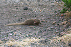 dwarf mongoose