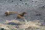dwarf mongooses
