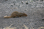 dwarf mongoose