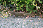 dwarf mongoose