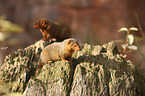dwarf mongooses