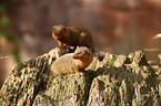 dwarf mongooses