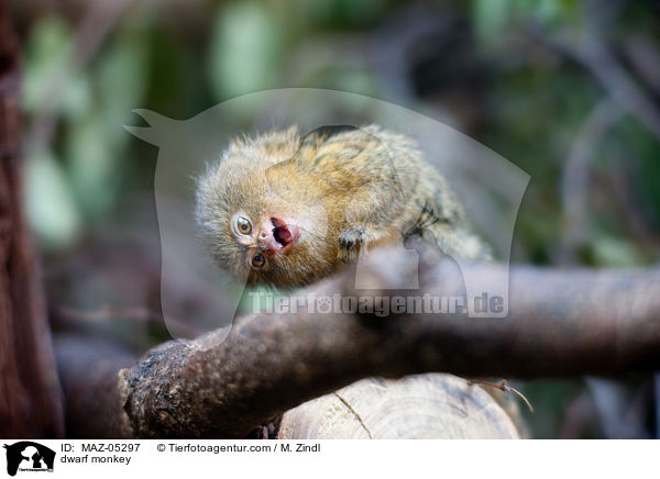 Zwergseidenffchen / dwarf monkey / MAZ-05297