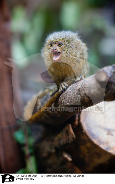 dwarf monkey / MAZ-05299