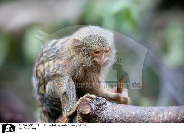 dwarf monkey / MAZ-05301