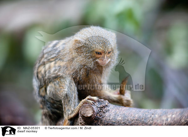 Zwergseidenffchen / dwarf monkey / MAZ-05301