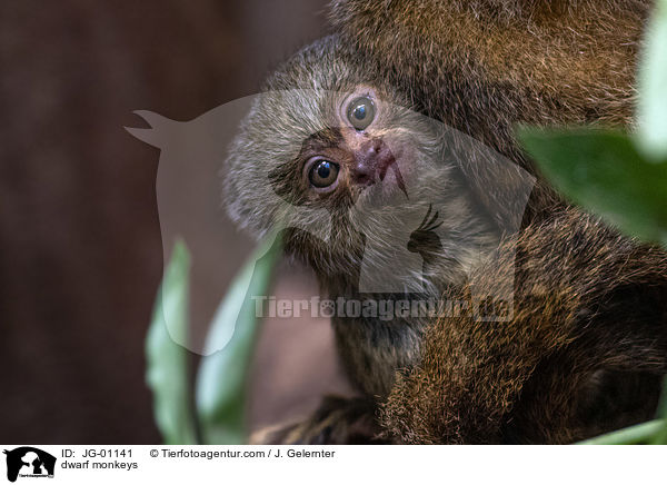 Zwergseidenffchen / dwarf monkeys / JG-01141