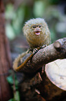 dwarf monkey