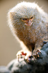 dwarf monkey