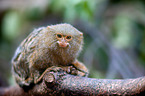 dwarf monkey