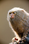 dwarf monkey