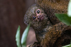 dwarf monkeys