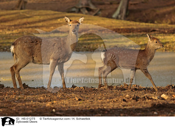 Dybowski Deers / HS-01275