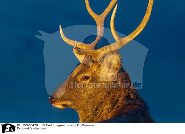 Dybowski-Hirsch / Dybowski's sika deer / PW-10478