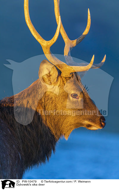 Dybowski-Hirsch / Dybowski's sika deer / PW-10479