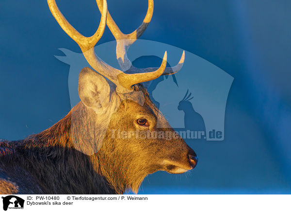 Dybowski's sika deer / PW-10480