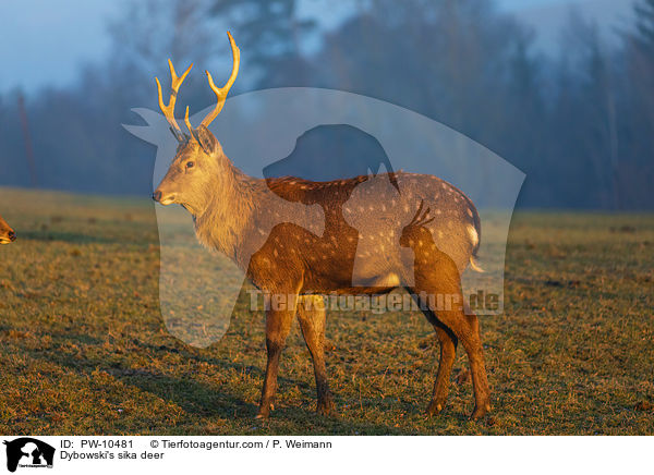 Dybowski's sika deer / PW-10481
