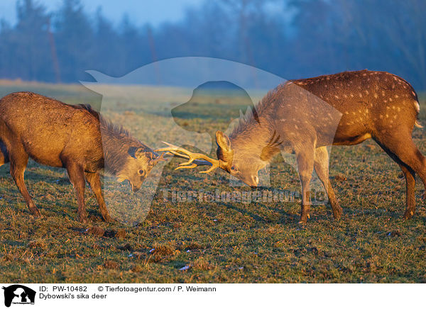 Dybowski's sika deer / PW-10482