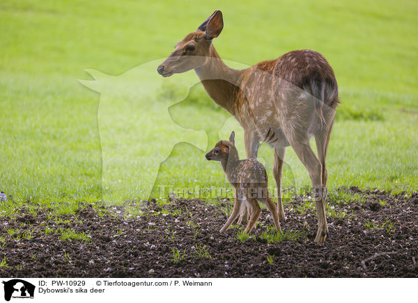 Dybowski's sika deer / PW-10929