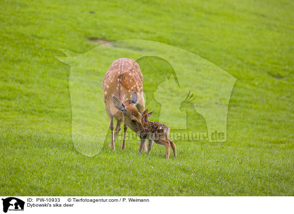Dybowski's sika deer / PW-10933