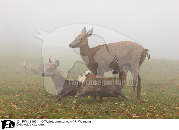 Dybowski's sika deer / PW-11163