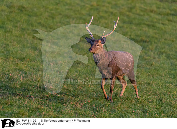 Dybowski-Hirsch / Dybowski's sika deer / PW-11166