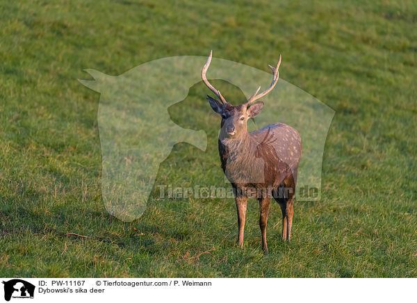 Dybowski's sika deer / PW-11167