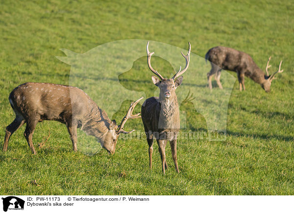 Dybowski-Hirsch / Dybowski's sika deer / PW-11173