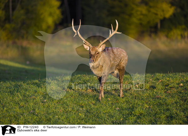 Dybowski's sika deer / PW-12240