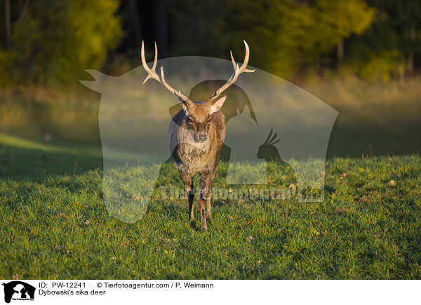 Dybowski's sika deer / PW-12241