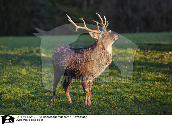 Dybowskihirsch / Dybowski's sika deer / PW-12242