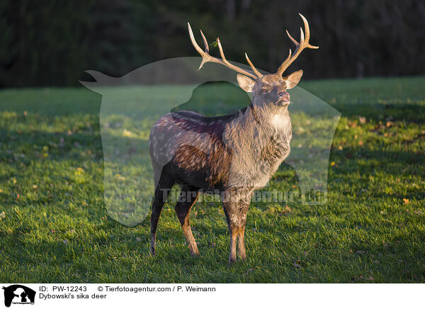 Dybowskihirsch / Dybowski's sika deer / PW-12243