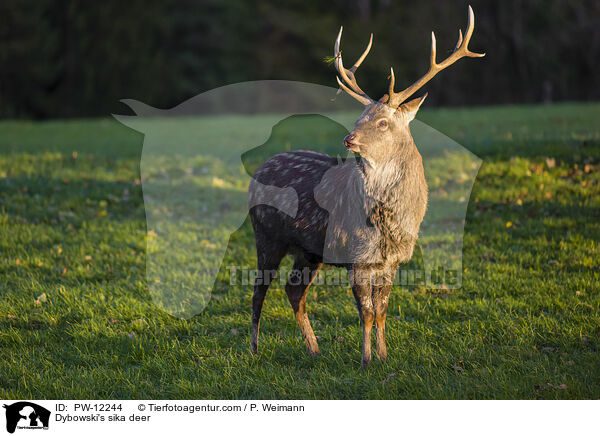 Dybowskihirsch / Dybowski's sika deer / PW-12244