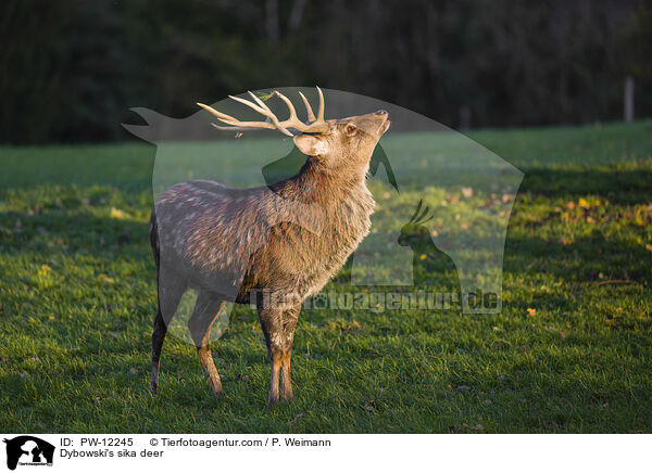 Dybowskihirsch / Dybowski's sika deer / PW-12245