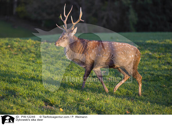 Dybowski's sika deer / PW-12246