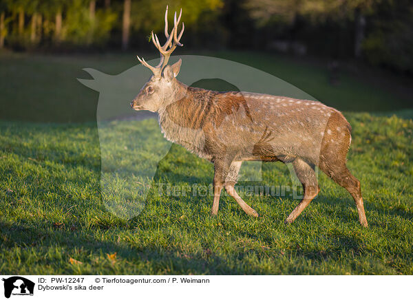 Dybowski's sika deer / PW-12247
